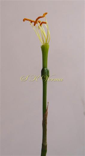   Flower on scape (with perianth lobes removed)